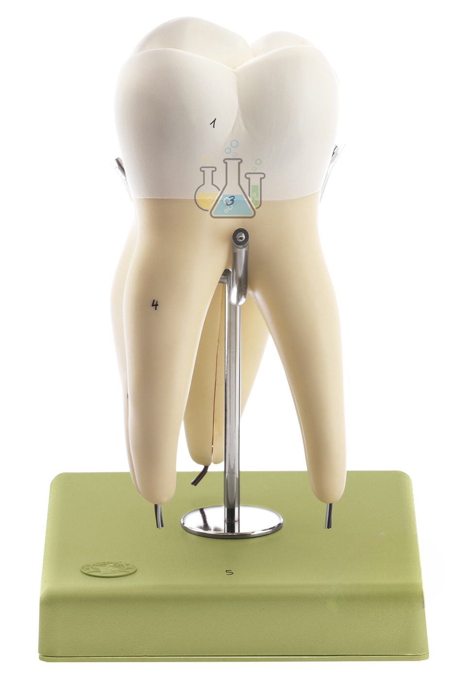 Upper First Three-Rooted Molar Model